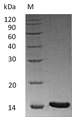 Greater than 95% as determined by SDS-PAGE.