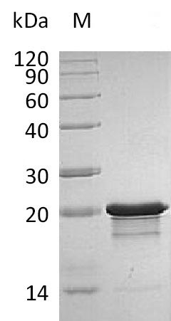 Greater than 95% as determined by SDS-PAGE.