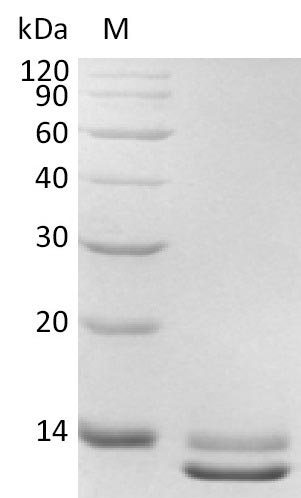 Greater than 95% as determined by SDS-PAGE.