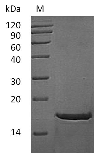 Greater than 95% as determined by SDS-PAGE.