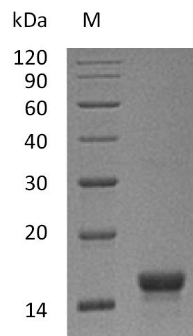 Greater than 95% as determined by SDS-PAGE.