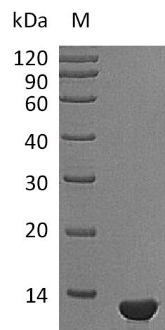 Greater than 95% as determined by SDS-PAGE.