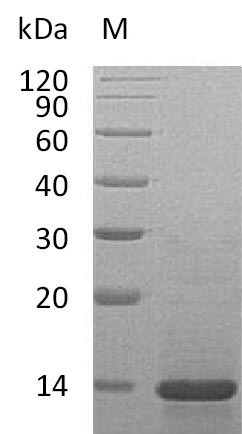 Greater than 95% as determined by SDS-PAGE.