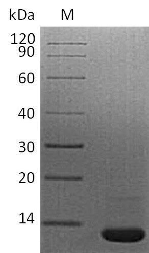 Greater than 95% as determined by SDS-PAGE.