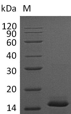 Greater than 95% as determined by SDS-PAGE.