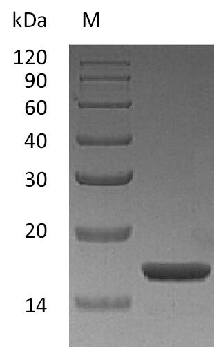 Greater than 95% as determined by SDS-PAGE.