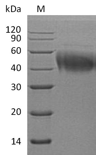 Greater than 95% as determined by SDS-PAGE.