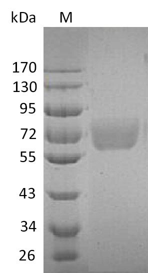 Greater than 95% as determined by SDS-PAGE.