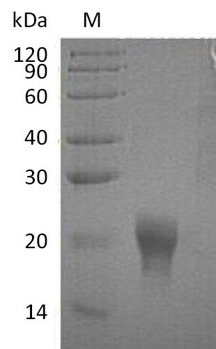 Greater than 95% as determined by SDS-PAGE.