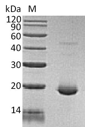 Greater than 95% as determined by SDS-PAGE.