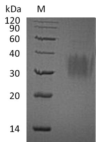 Greater than 95% as determined by SDS-PAGE.