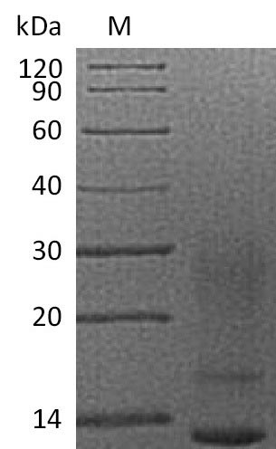 Greater than 95% as determined by SDS-PAGE.