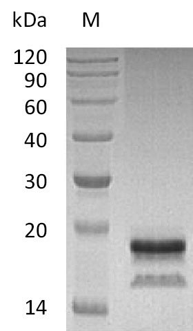 Greater than 95% as determined by SDS-PAGE.