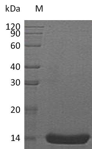 Greater than 95% as determined by SDS-PAGE.