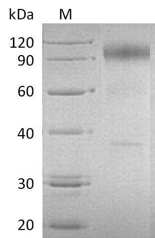 Greater than 90% as determined by SDS-PAGE.