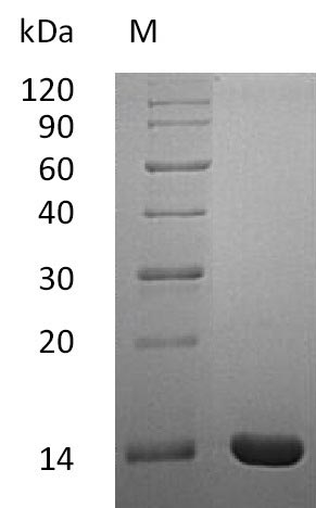 Greater than 95% as determined by SDS-PAGE.