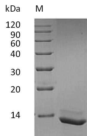 Greater than 95% as determined by SDS-PAGE.