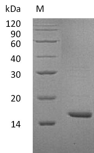 Greater than 95% as determined by SDS-PAGE.