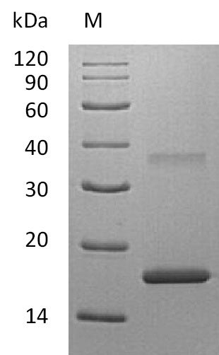 Greater than 95% as determined by SDS-PAGE.