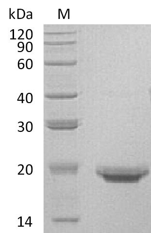 Greater than 95% as determined by SDS-PAGE.