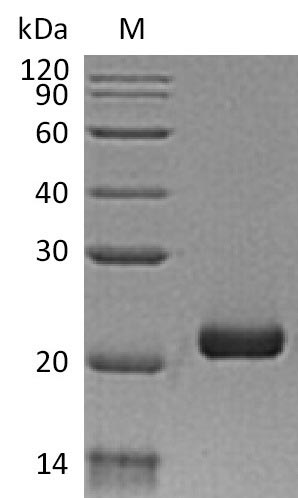 Greater than 95% as determined by SDS-PAGE.