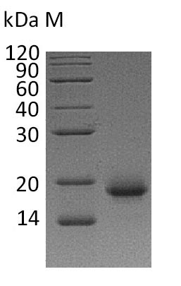 Greater than 95% as determined by SDS-PAGE.