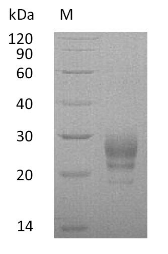 Greater than 95% as determined by SDS-PAGE.