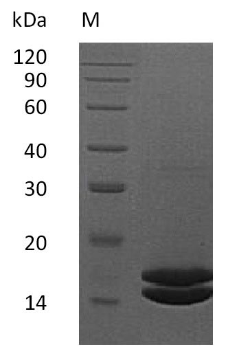 Greater than 95% as determined by SDS-PAGE.