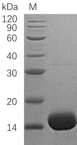 Greater than 95% as determined by SDS-PAGE.