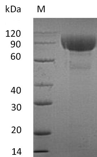 Greater than 95% as determined by SDS-PAGE.