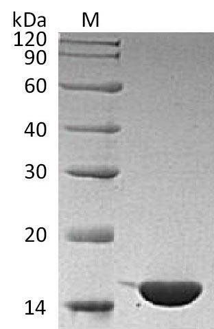 Greater than 95% as determined by SDS-PAGE.