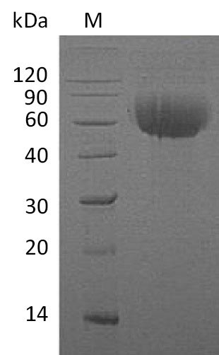 Greater than 95% as determined by SDS-PAGE.