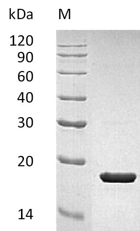 Greater than 95% as determined by SDS-PAGE.