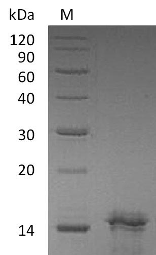 Greater than 95% as determined by SDS-PAGE.