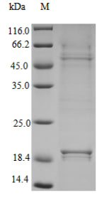 Greater than 95% as determined by SDS-PAGE.