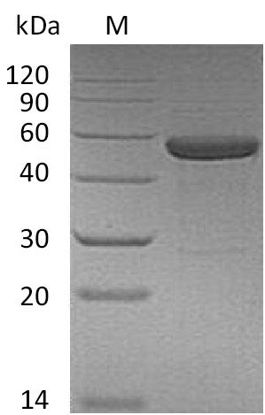 Greater than 95% as determined by SDS-PAGE.