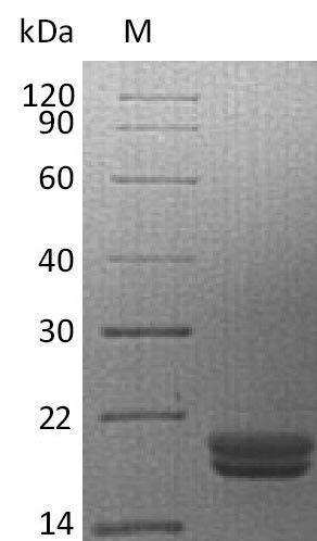 Greater than 95% as determined by SDS-PAGE.