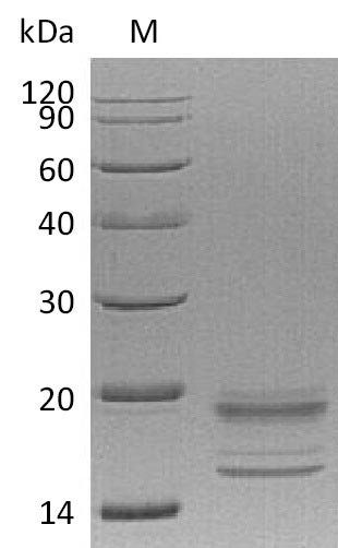 Greater than 90% as determined by SDS-PAGE.