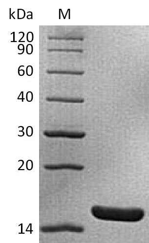 Greater than 95% as determined by SDS-PAGE.