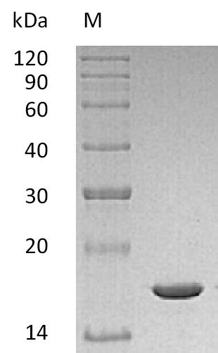 Greater than 95% as determined by SDS-PAGE.