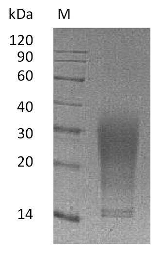 Greater than 95% as determined by SDS-PAGE.