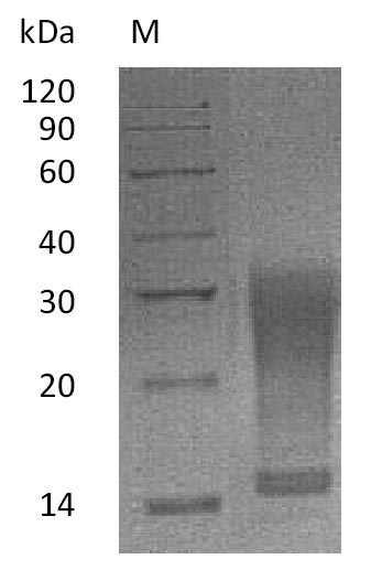 Greater than 95% as determined by SDS-PAGE.