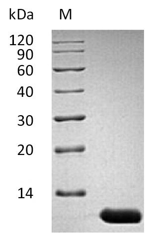 Greater than 95% as determined by SDS-PAGE.