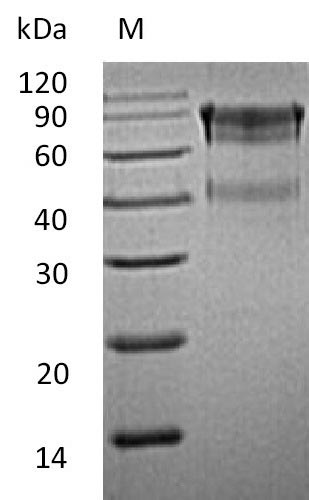 Greater than 90% as determined by SDS-PAGE.