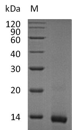 Greater than 95% as determined by SDS-PAGE.