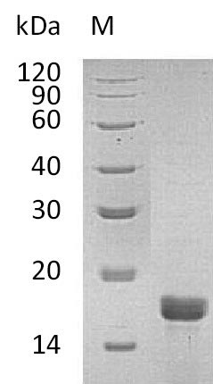 Greater than 95% as determined by SDS-PAGE.