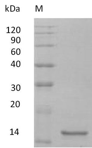 Greater than 95% as determined by SDS-PAGE.