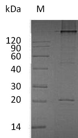 Greater than 90% as determined by SDS-PAGE.