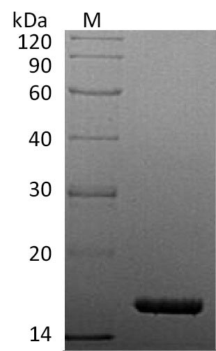 Greater than 95% as determined by SDS-PAGE.