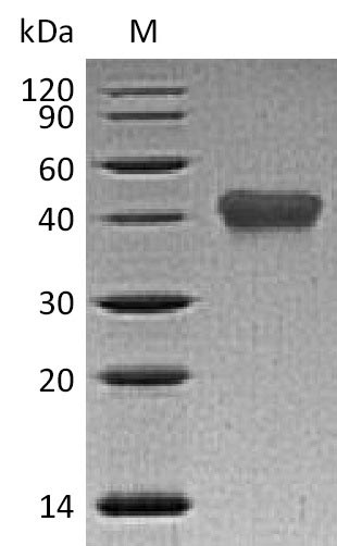 Greater than 95% as determined by SDS-PAGE.